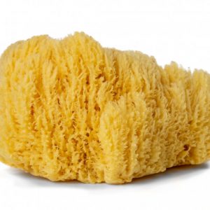 Sea Sponge for decorative finishing