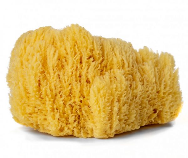 Sea Sponge for decorative finishing